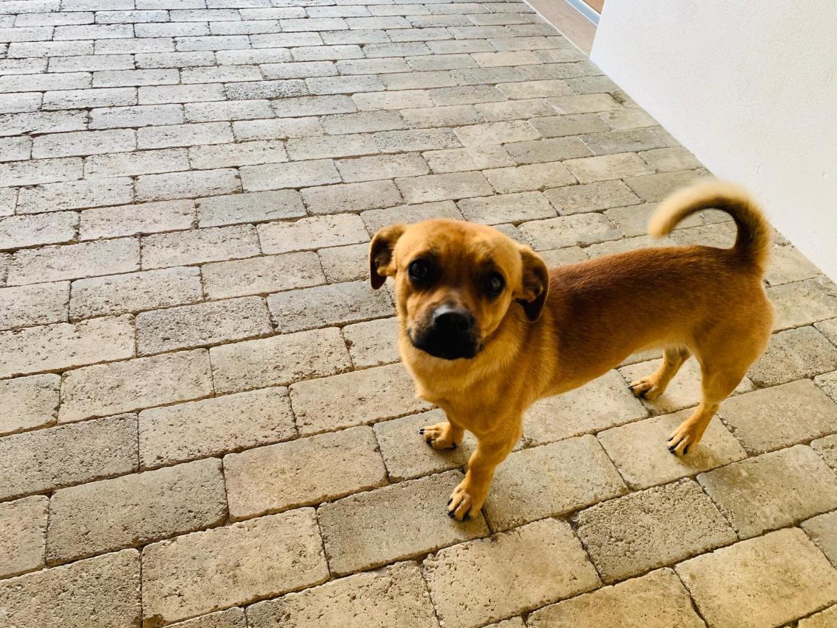 Hotel Casa "La Moara Din Gradina" Eftimie Murgu Esterno foto