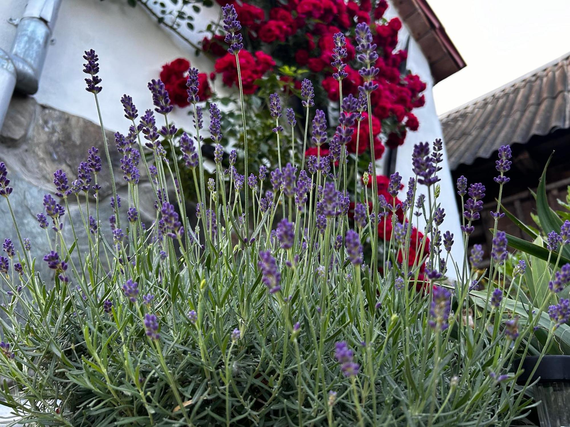 Hotel Casa "La Moara Din Gradina" Eftimie Murgu Esterno foto